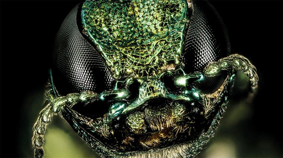 Emerald ash borer